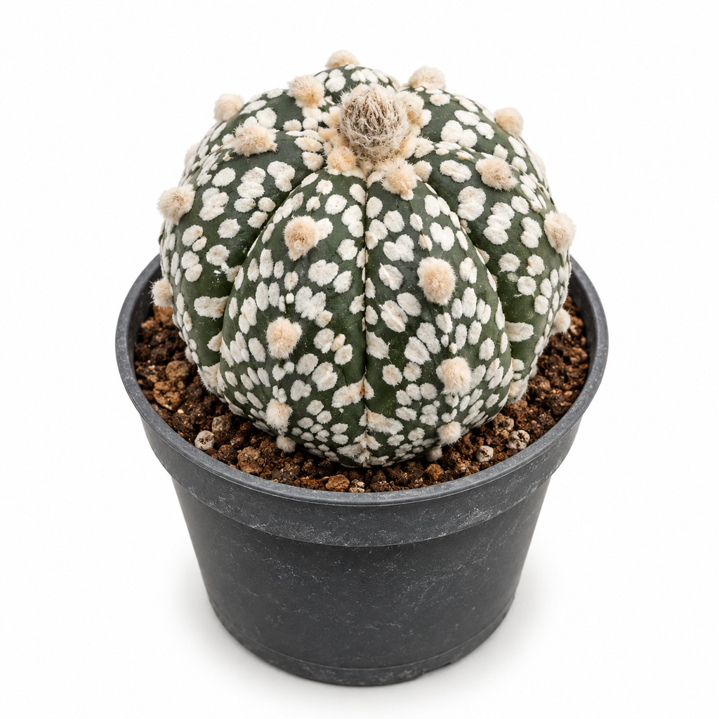 astrophytum super kabuto, astrophytum cv super kabuto, cactus super kabuto
