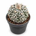 astrophytum super kabuto, astrophytum cv super kabuto, cactus super kabuto