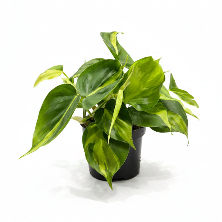 philodendron brasil maceta 12 cm