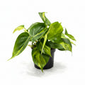 philodendron brasil maceta 12 cm
