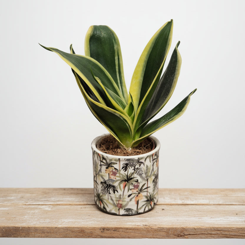 macetero ceramica tropical