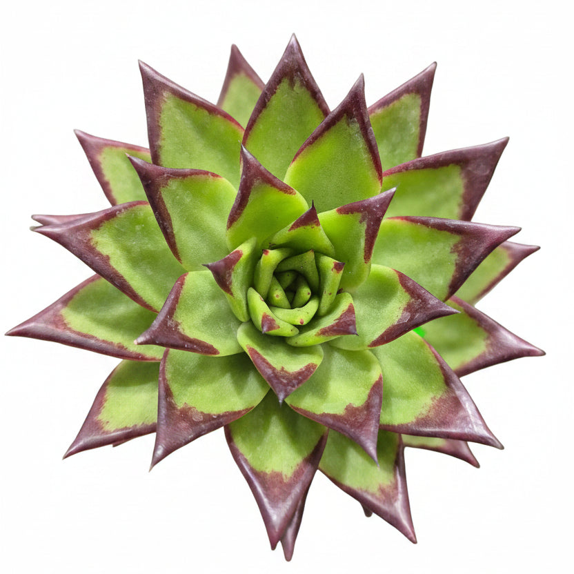 echeveria agavoides lipstick xl
