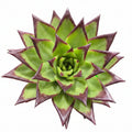 echeveria agavoides lipstick xl
