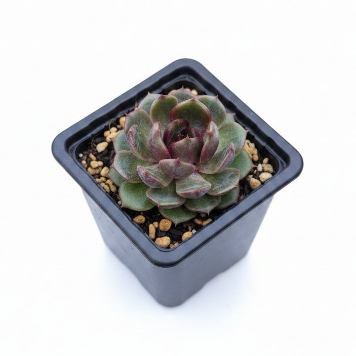 echeveria black monroe corea