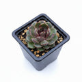 echeveria black monroe corea
