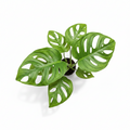 Monstera Monkey Mask Mini