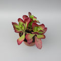 Kalanchoe thyrsiflora suculenta decorativa
