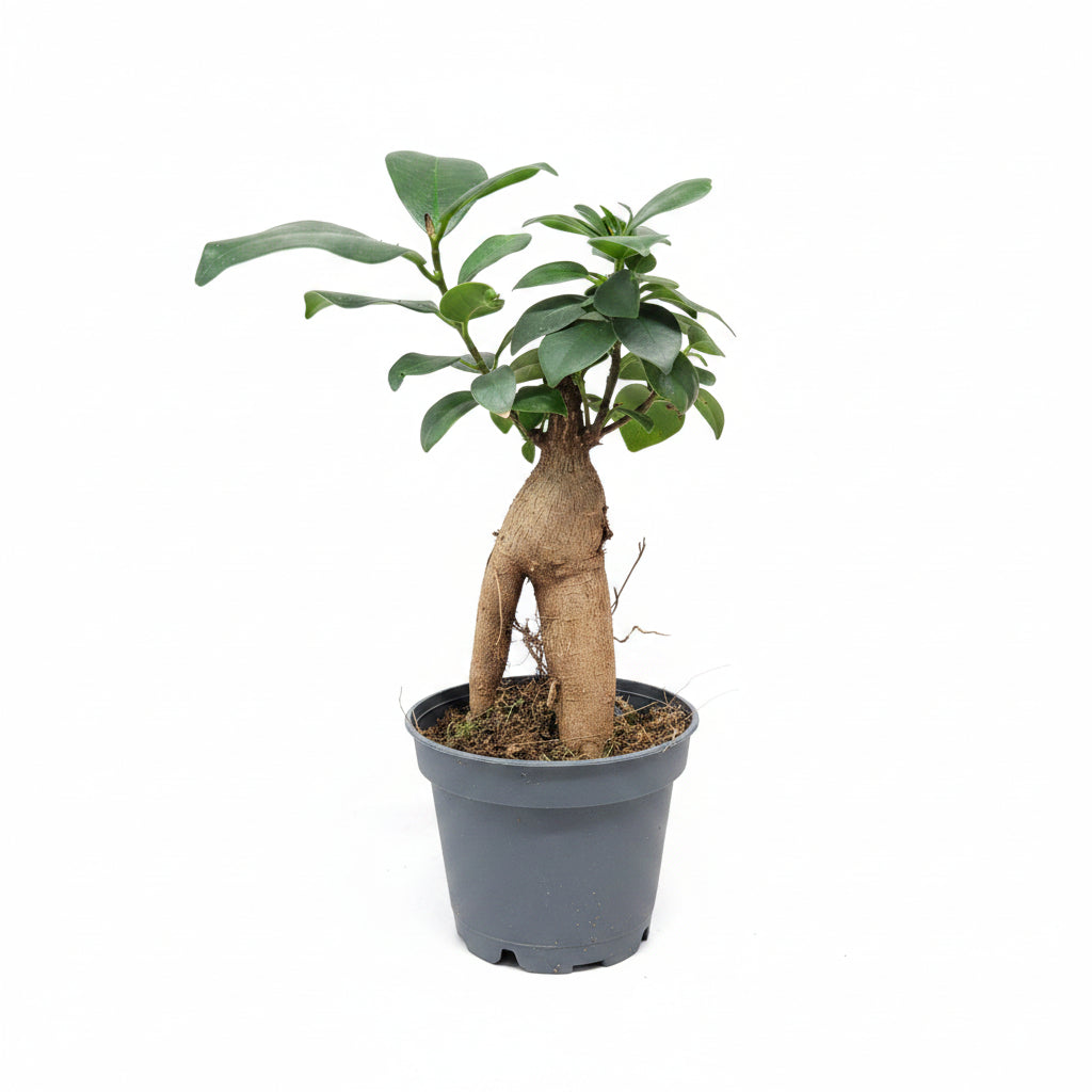 Ficus Ginseng Bonsái Mini