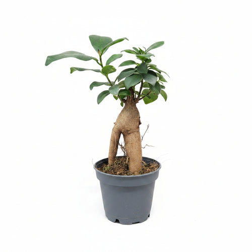 Ficus Ginseng Bonsái Mini