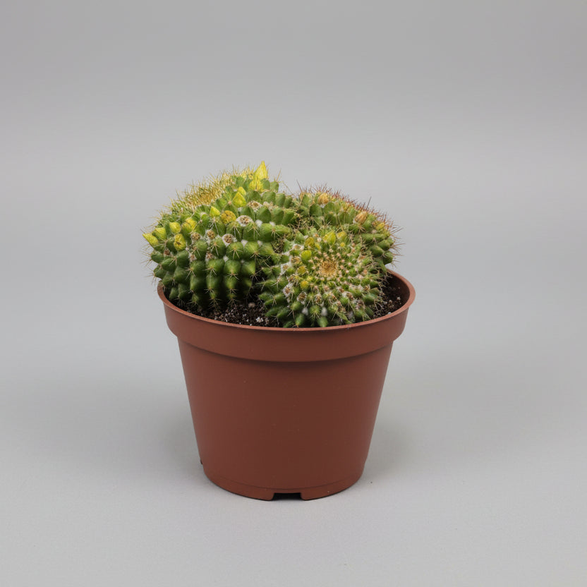Cactus ornamental Mammillaria Marksiana fácil de cuidar