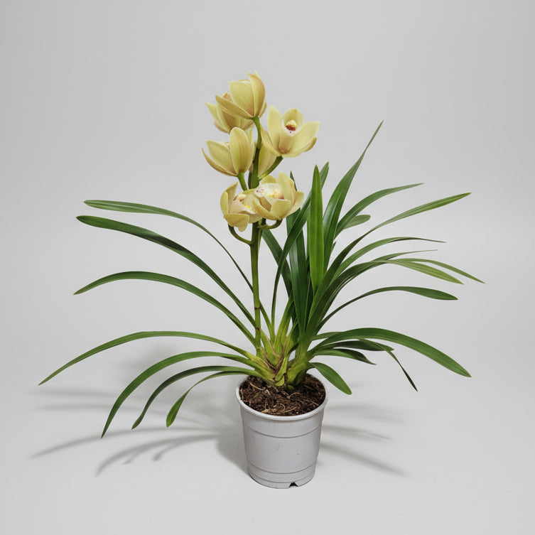 Orquídea Cymbidium Amarilla M