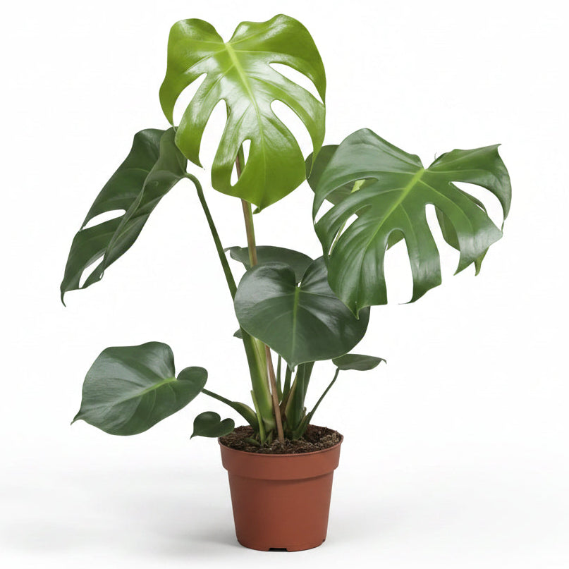 monstera-deliciosa