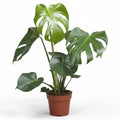monstera-deliciosa