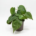 philodendron hederaceum