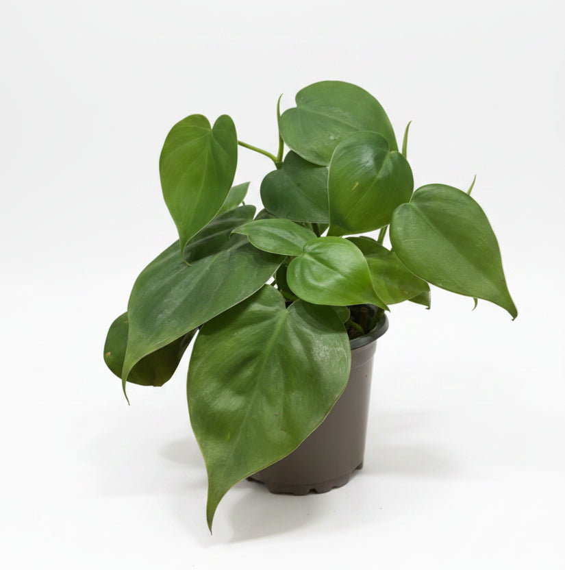 philodendron hederaceum