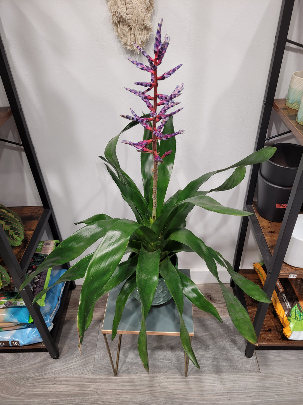 Aechmea Blue Rain