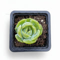 echeveria star jennie corea