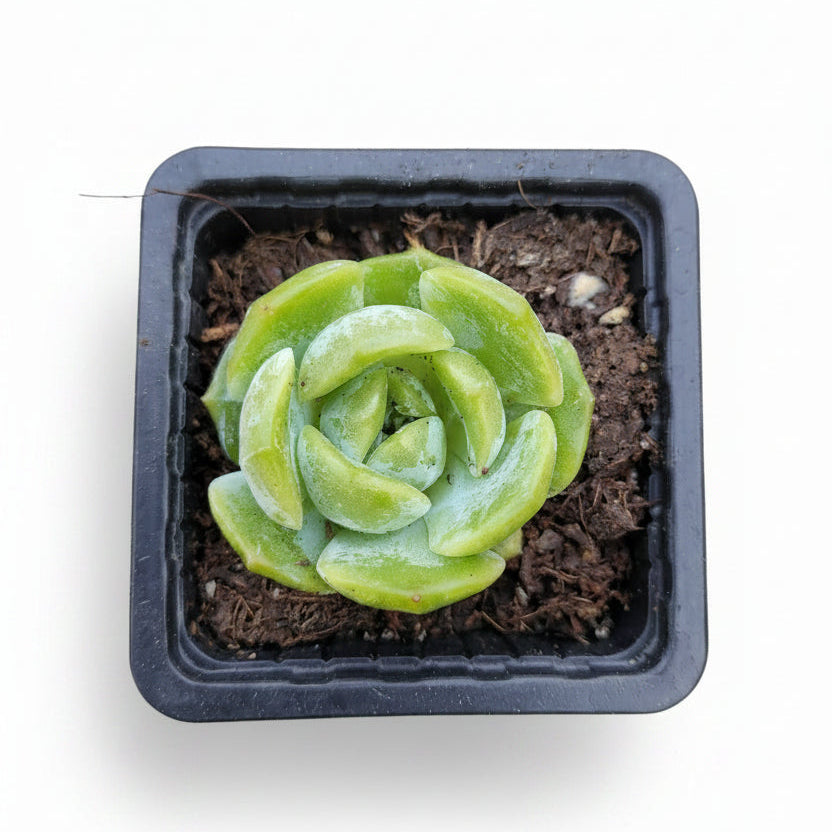 echeveria star jennie corea