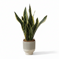 Sansevieria Trifasciata L + Macetero Imperial