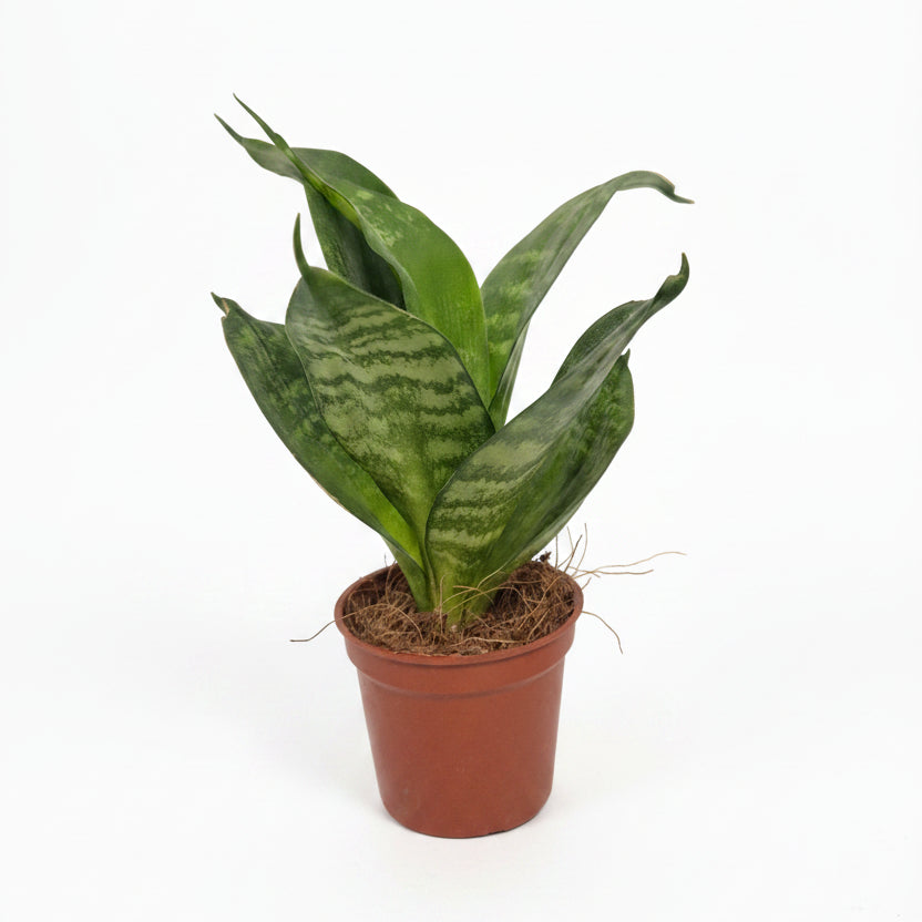 Sansevieria Mini Trifasciata "Green Star"