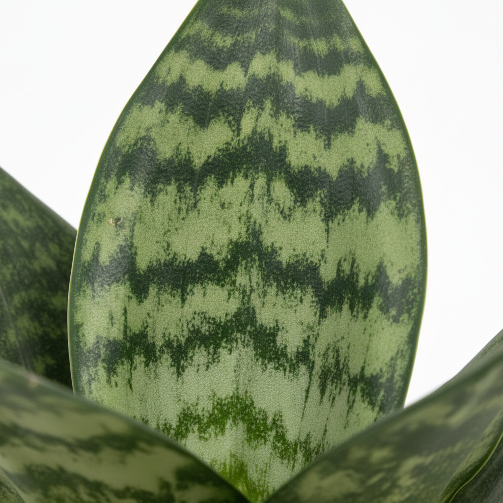 Sansevieria Mini Trifasciata "Green Star"