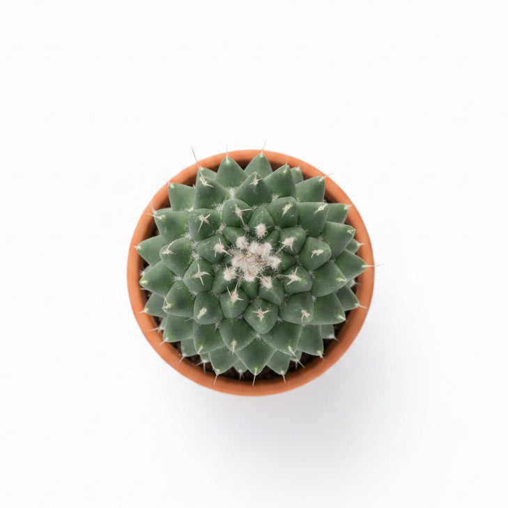 Mammillaria Polythele Toluca
