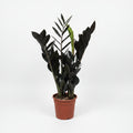 zamioculca-raven-planta-interior
