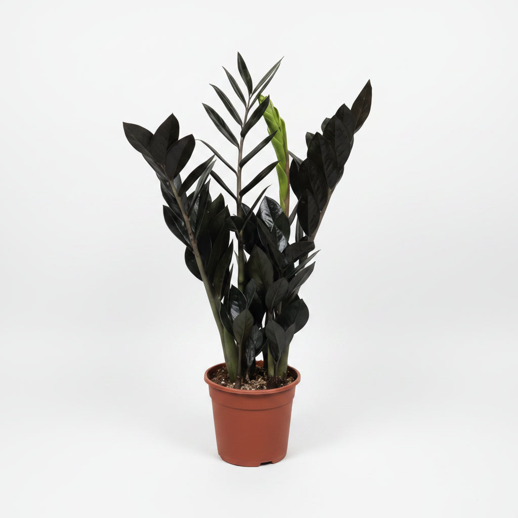 zamioculca-raven-planta-interior