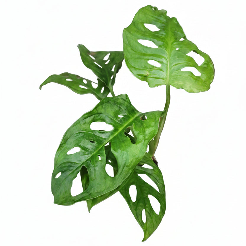 monstera adansonii mini