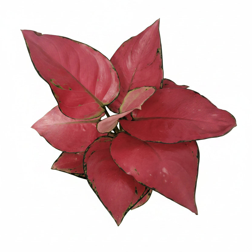 planta-decorativa-aglaonema