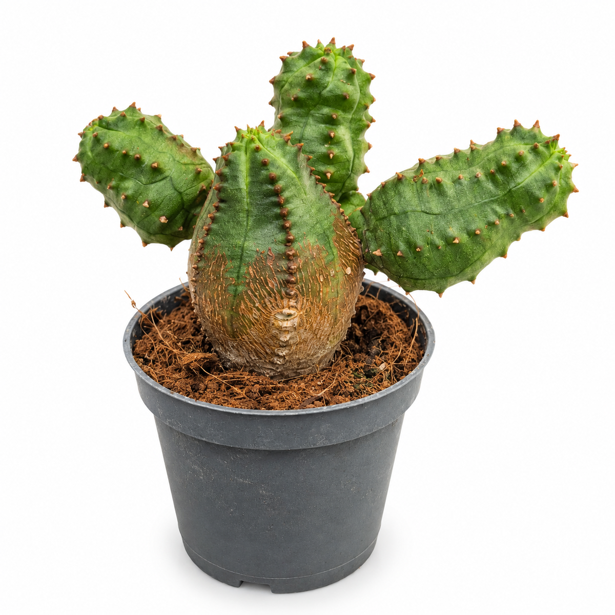 Cactus suculenta euphorbia globosa de colecciom