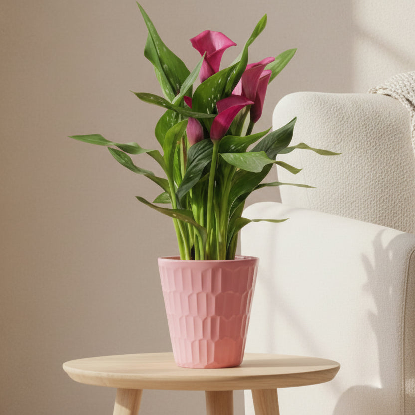 Zantedeschia Calla Fiore Fucsia