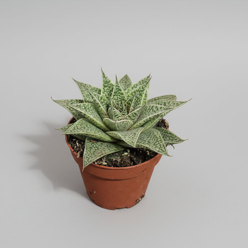 gasteria-suculenta-azulada
