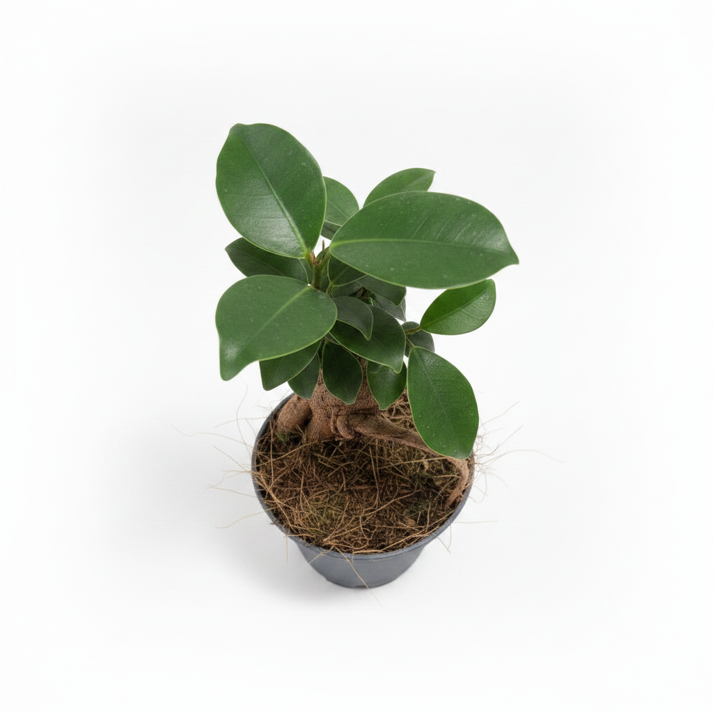 Ficus Ginseng Bonsái Mini