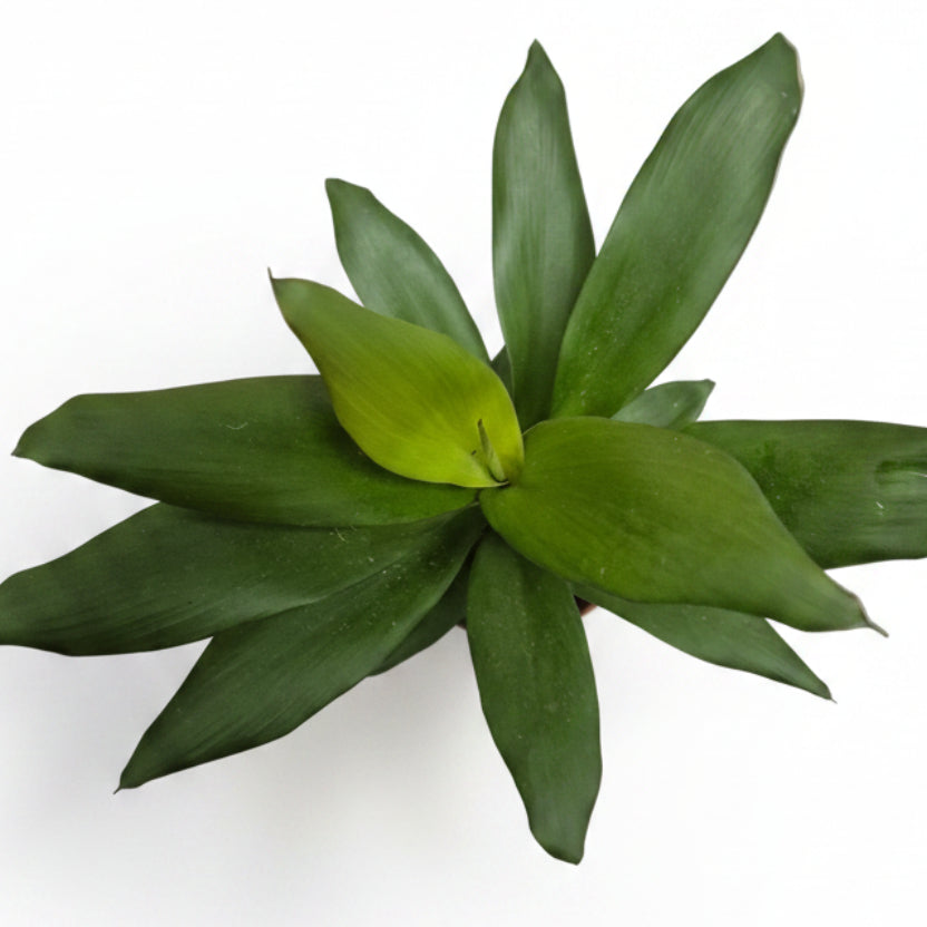 cordyline glauca