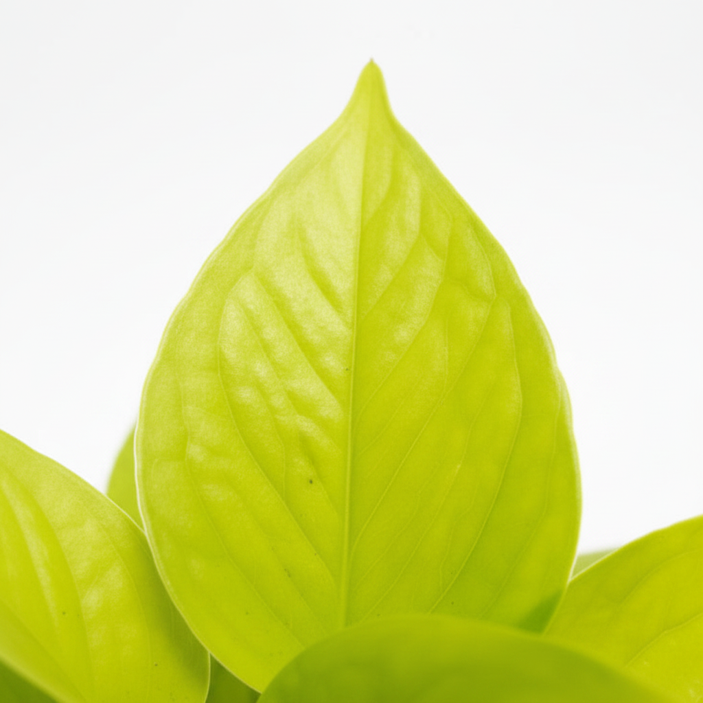 planta colgante neon