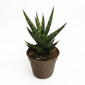 Sansevieria Mini Grass of Steel