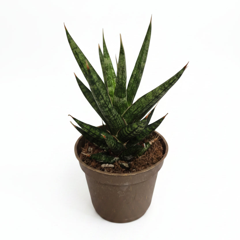 Sansevieria Mini Grass of Steel