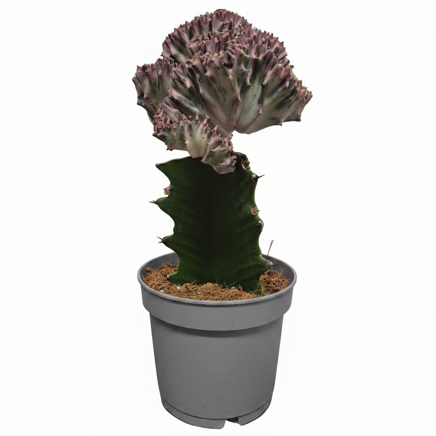 Euphorbia Lactea Cristata Variegada XL (Cactus de coral)