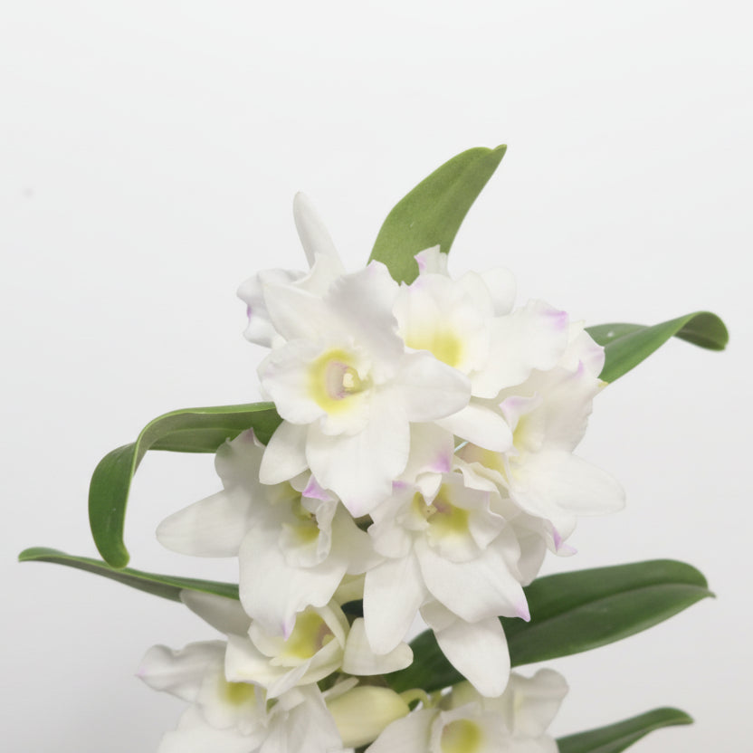 orquidea-dendrobium-blancas-planta-decorativa