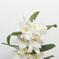 orquidea-dendrobium-blancas-planta-decorativa