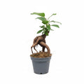 Ficus Ginseng Bonsái Mini