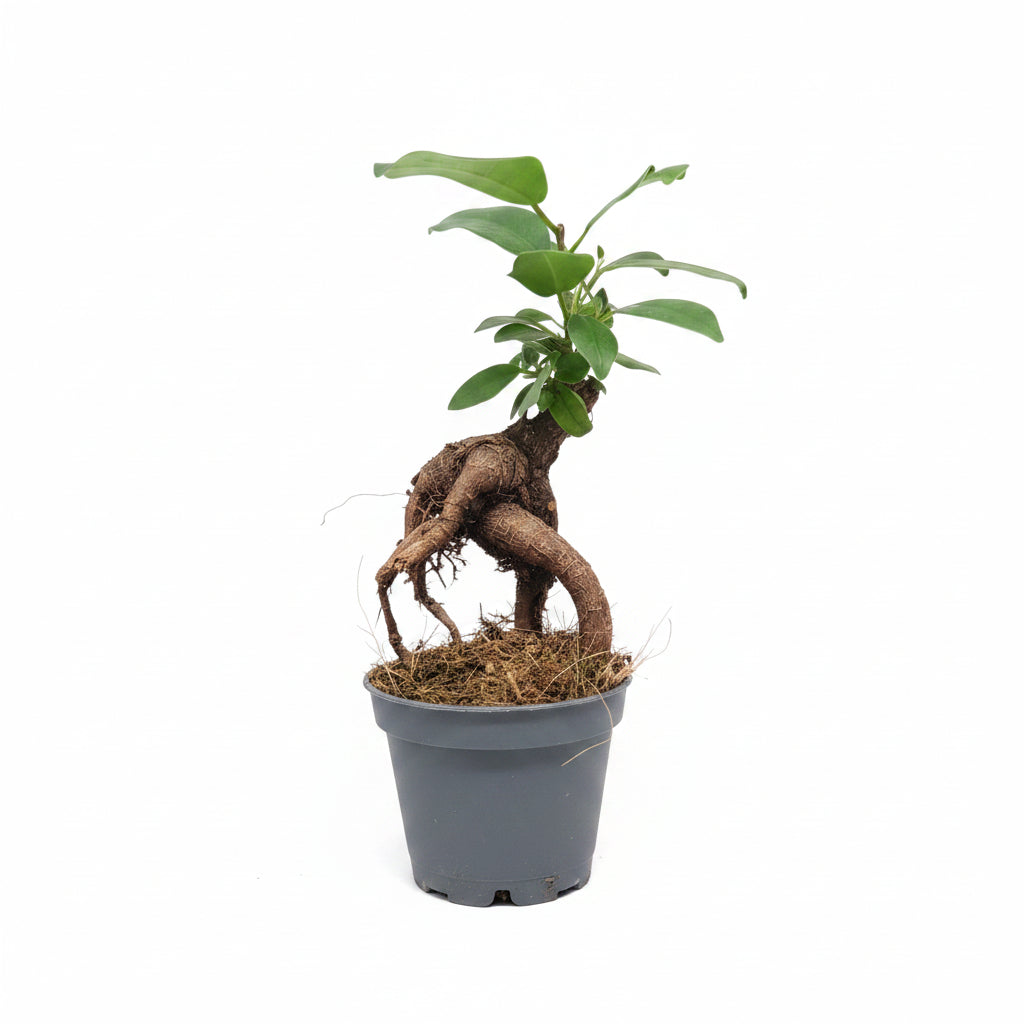 Ficus Ginseng Bonsái Mini