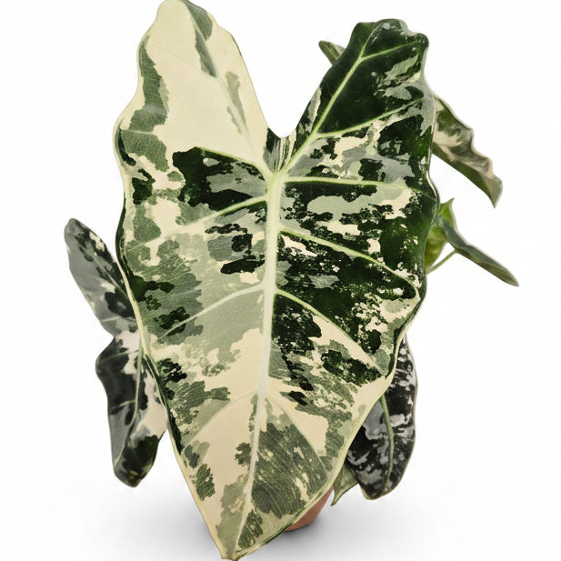 alocasia frydek variegada