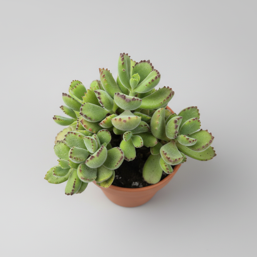 Cotyledon tomentosa suculenta decorativa
