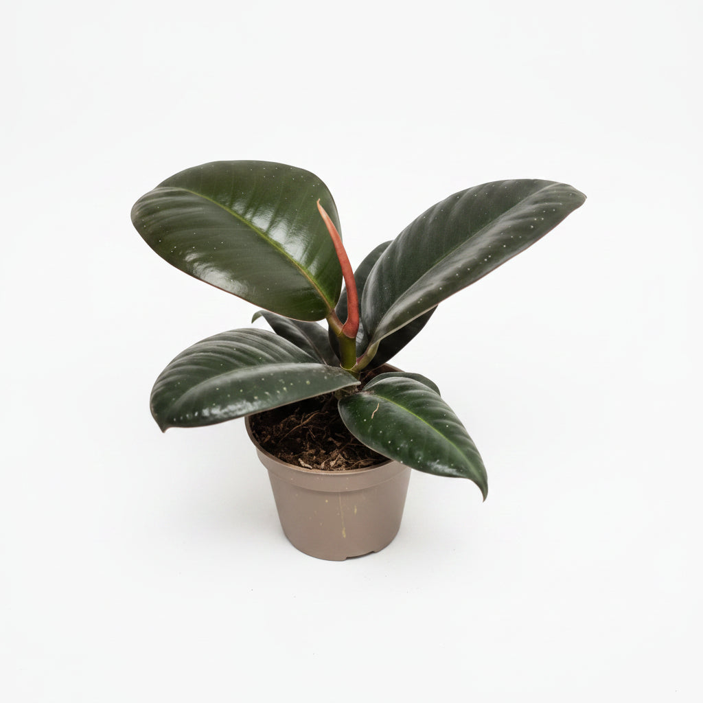 ficus-elastica