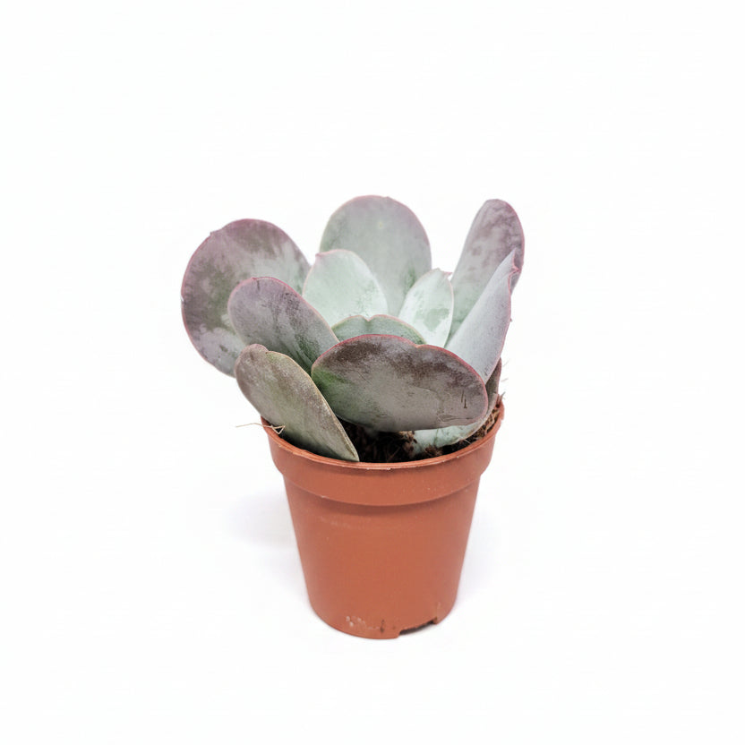 cotyledon hojas rojas