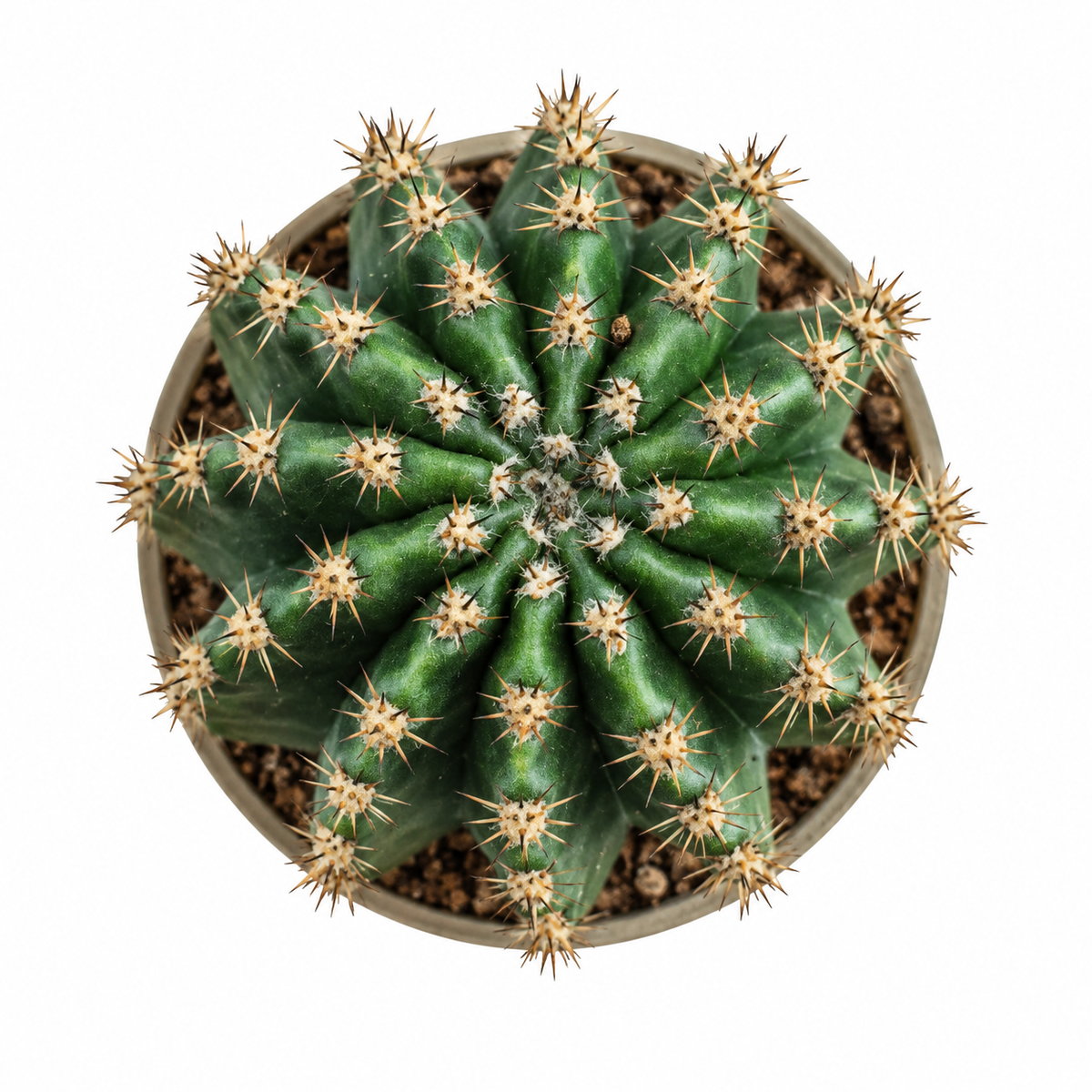 cactus columnar, cactus verde ornamental, cactus de grandes flores, cactus para interior luminoso
