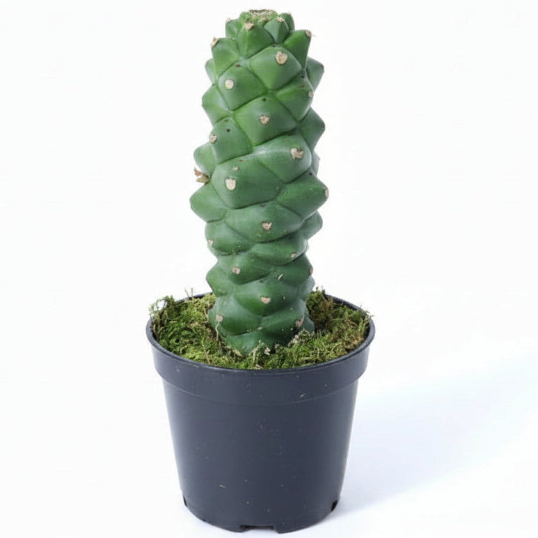 Euphorbia Ritchiei planta exótica de colección