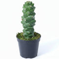 Euphorbia Ritchiei planta exótica de colección